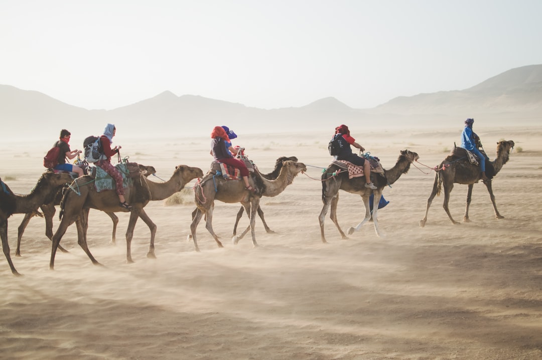 Camel riders in Morocco desert